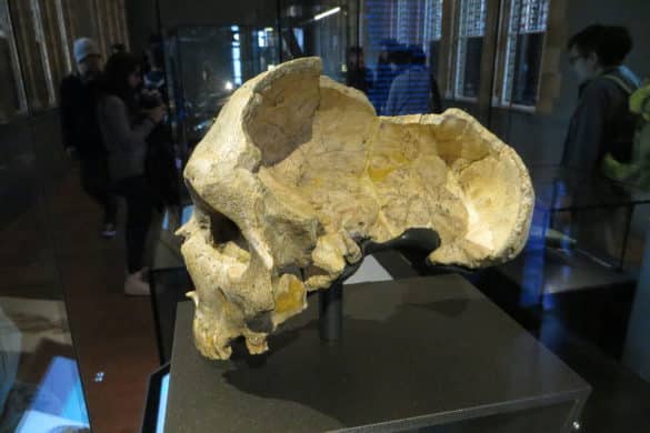 El hombre de Neanthertal se descubrió antes en Gibraltar (Homo calpicus)